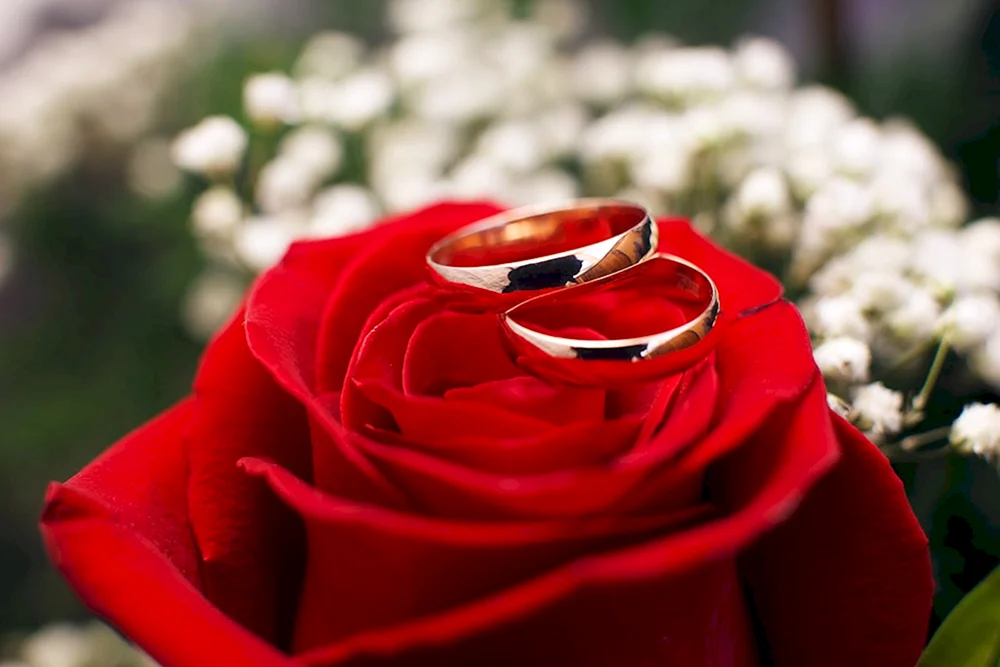 Красные розы и обручальные кольца